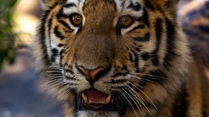 Preview wallpaper tiger, cub, view, big cat, wildlife