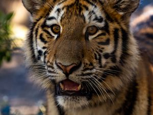 Preview wallpaper tiger, cub, view, big cat, wildlife