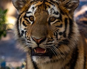 Preview wallpaper tiger, cub, view, big cat, wildlife