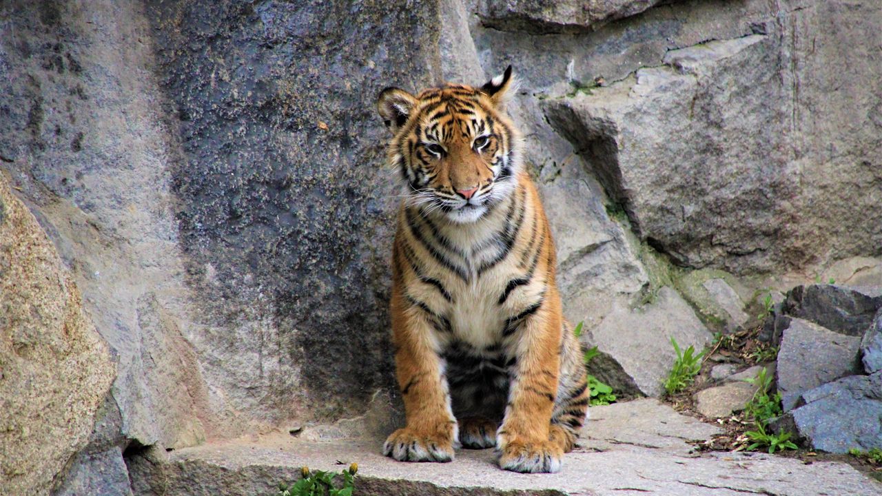 Wallpaper tiger, cub, wild cat, rocks