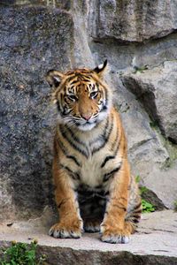 Preview wallpaper tiger, cub, wild cat, rocks
