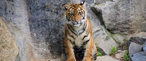 Preview wallpaper tiger, cub, wild cat, rocks