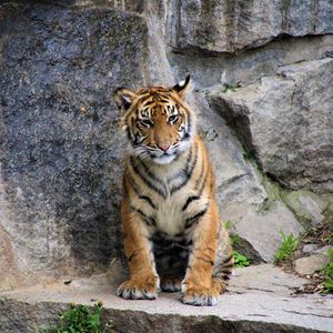 Preview wallpaper tiger, cub, wild cat, rocks