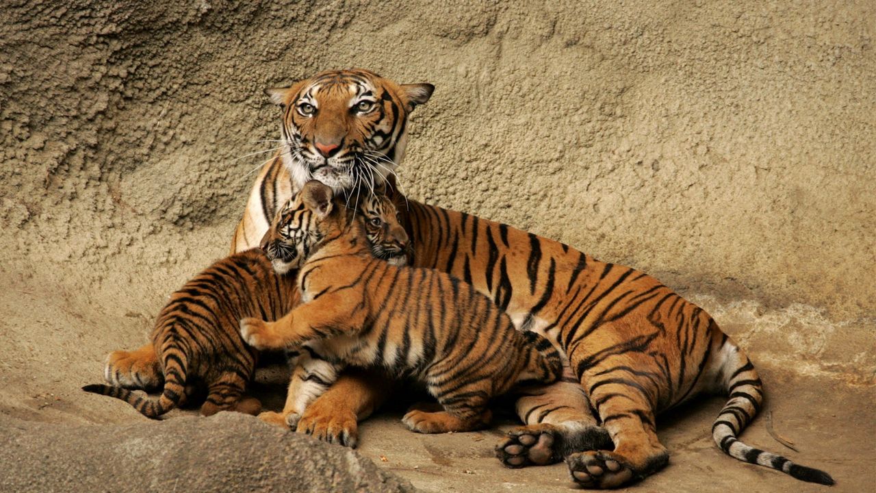 Wallpaper tiger, cubs, caring, playful