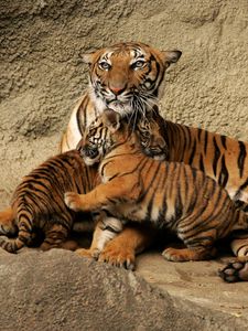 Preview wallpaper tiger, cubs, caring, playful