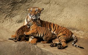 Preview wallpaper tiger, cubs, caring, playful