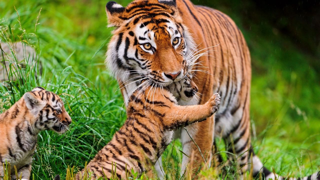 Wallpaper tiger, cubs, grass, care