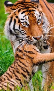 Preview wallpaper tiger, cubs, grass, care