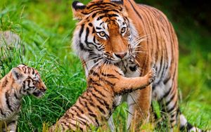 Preview wallpaper tiger, cubs, grass, care
