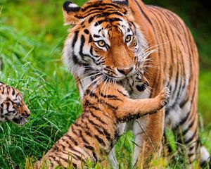 Preview wallpaper tiger, cubs, grass, care