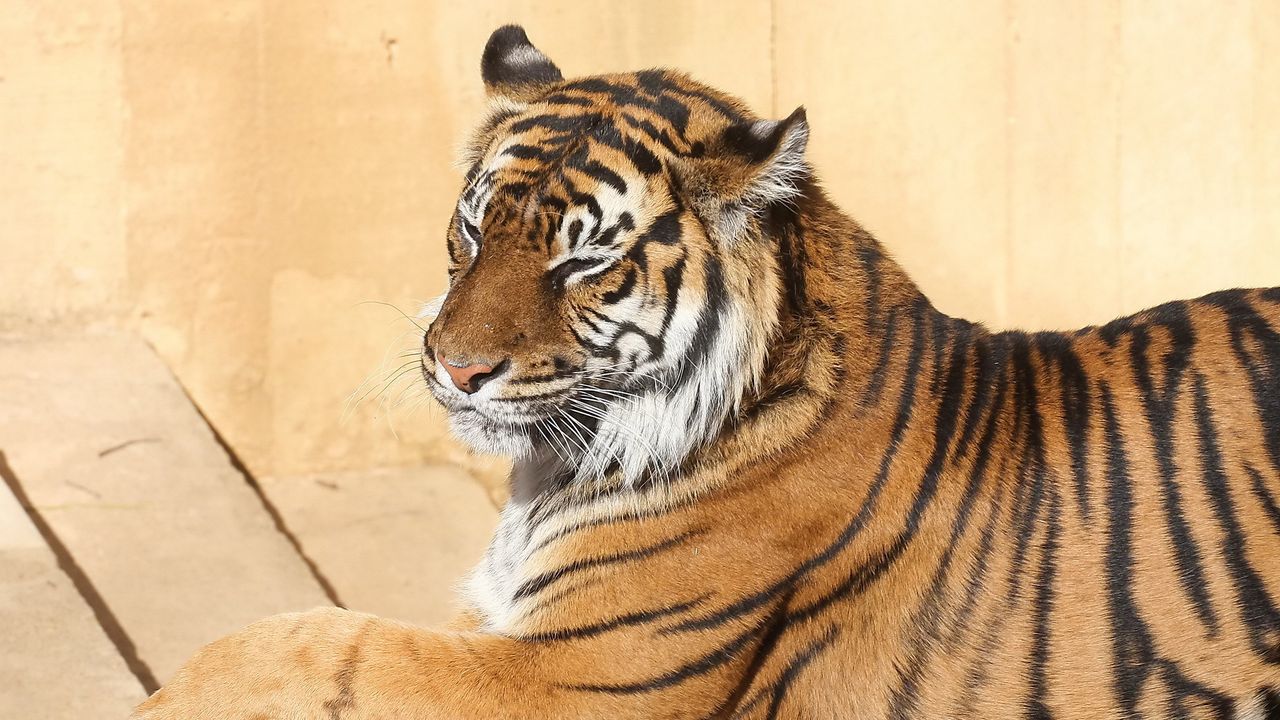 Wallpaper tiger, down, striped, predator