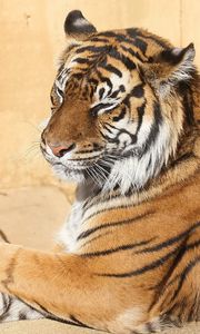 Preview wallpaper tiger, down, striped, predator