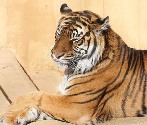 Preview wallpaper tiger, down, striped, predator