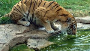 Preview wallpaper tiger, drink, thirst, water, rocks, grass, big cat