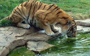 Preview wallpaper tiger, drink, thirst, water, rocks, grass, big cat