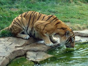 Preview wallpaper tiger, drink, thirst, water, rocks, grass, big cat