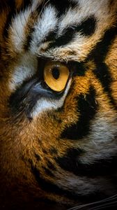 Preview wallpaper tiger, eye, macro