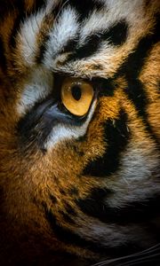 Preview wallpaper tiger, eye, macro