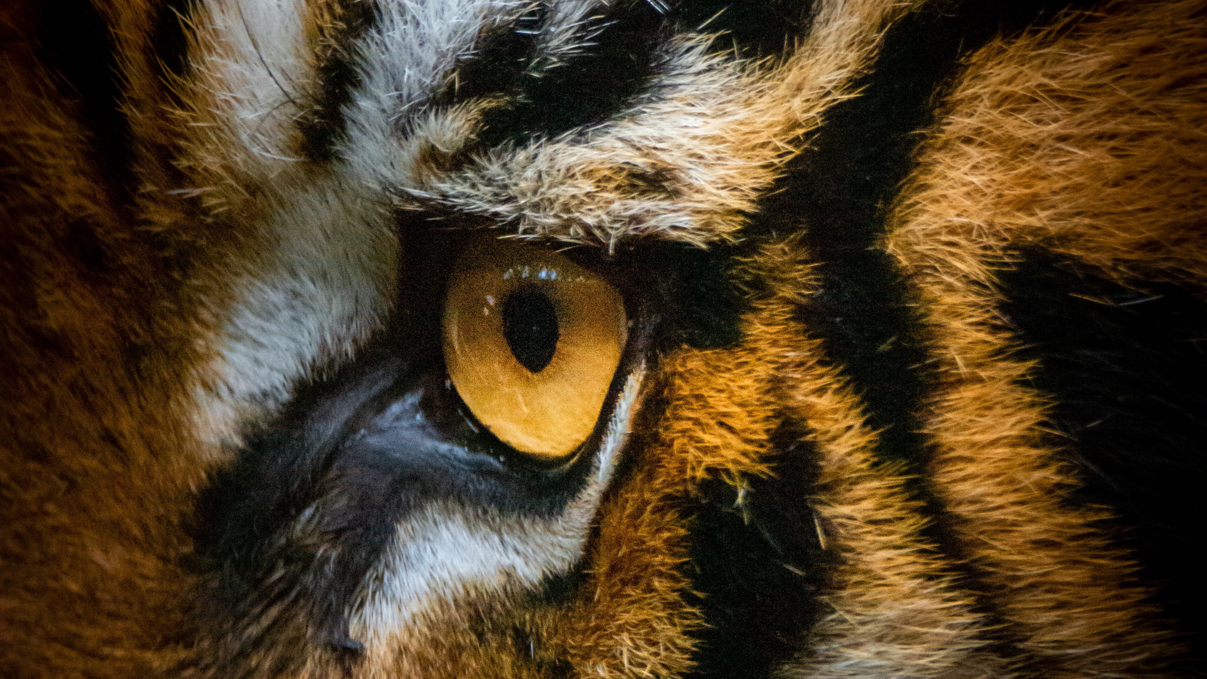 Download wallpaper 3840x2160 tiger, eye, macro 4k uhd 16:9 hd background