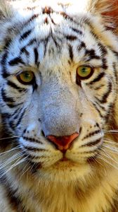 Preview wallpaper tiger, eyes, face, sad