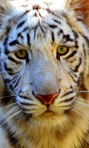 Preview wallpaper tiger, eyes, face, sad