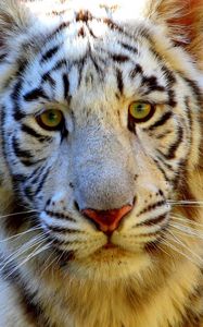 Preview wallpaper tiger, eyes, face, sad