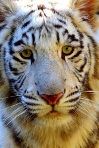 Preview wallpaper tiger, eyes, face, sad