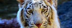 Preview wallpaper tiger, eyes, face, sad