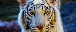 Preview wallpaper tiger, eyes, face, sad