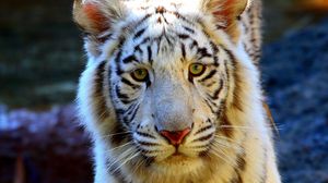 Preview wallpaper tiger, eyes, face, sad