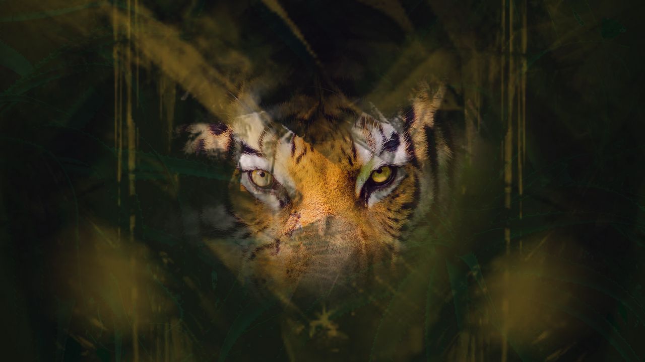 Wallpaper tiger, eyes, glance, hide