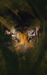 Preview wallpaper tiger, eyes, glance, hide
