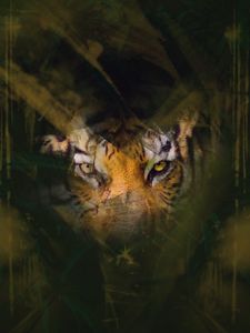 Preview wallpaper tiger, eyes, glance, hide