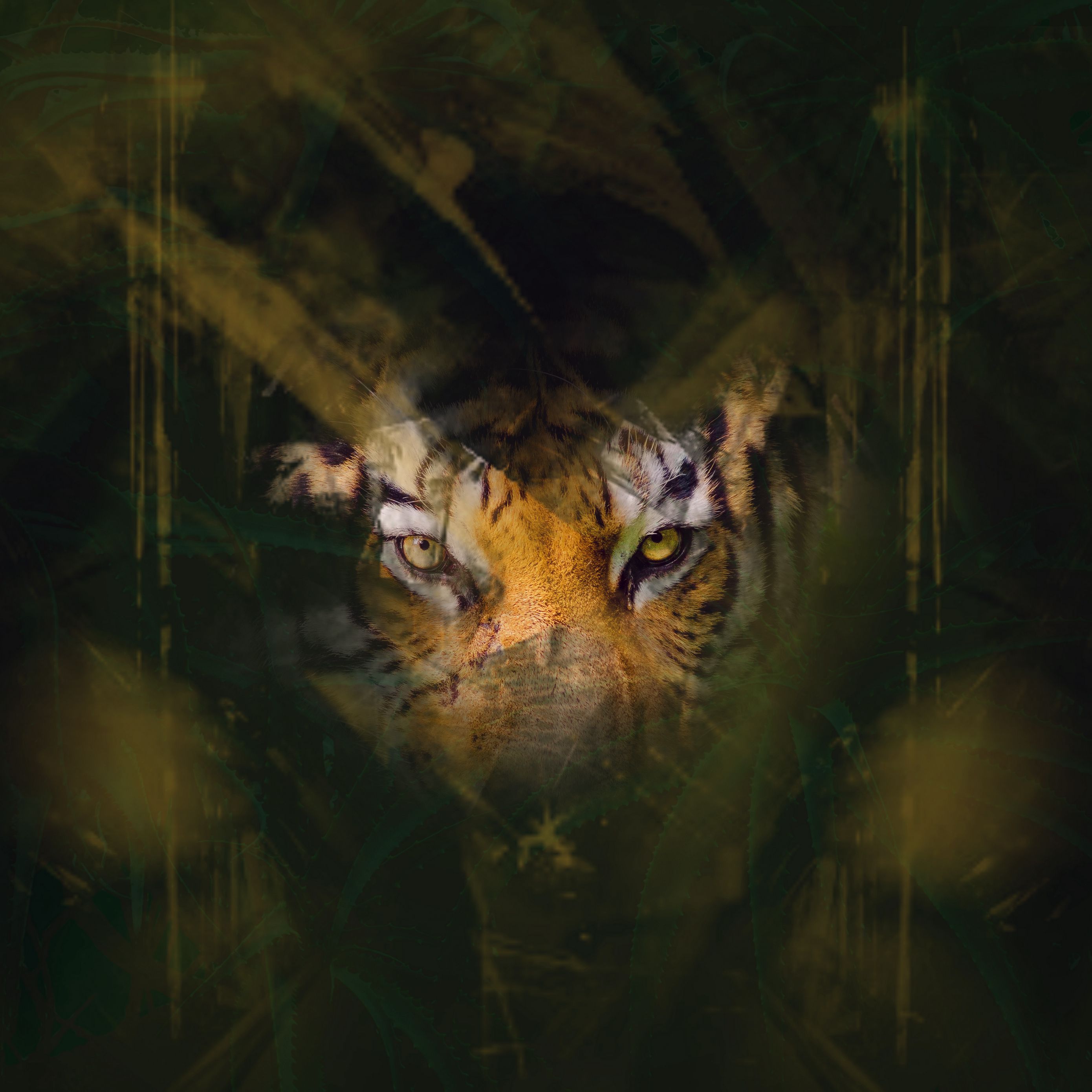 Eye oft tiger Wallpapers Download | MobCup