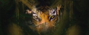 Preview wallpaper tiger, eyes, glance, hide