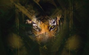 Preview wallpaper tiger, eyes, glance, hide