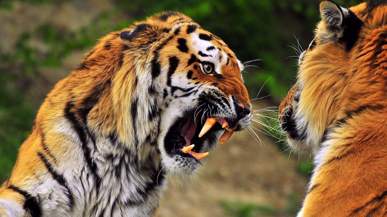 Wallpaper tiger, face, aggression, teeth, predator