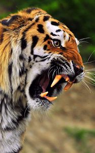 Preview wallpaper tiger, face, aggression, teeth, predator