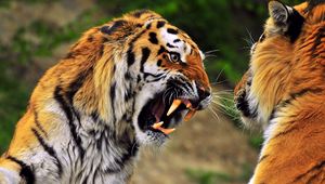 Preview wallpaper tiger, face, aggression, teeth, predator
