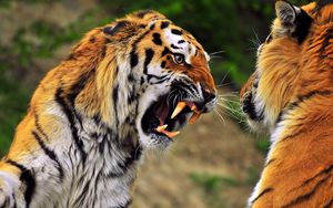 Preview wallpaper tiger, face, aggression, teeth, predator