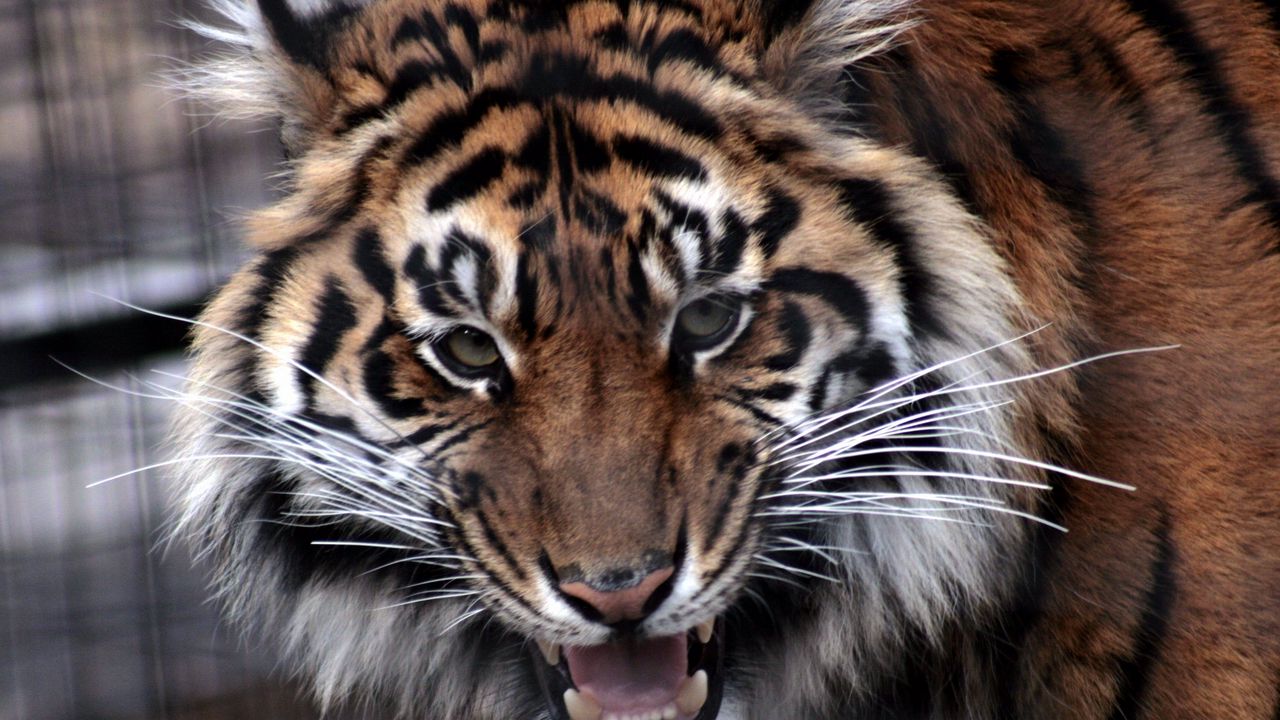 Wallpaper tiger, face, aggression, predator, teeth, anger