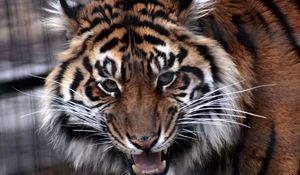 Preview wallpaper tiger, face, aggression, predator, teeth, anger