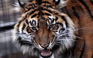 Preview wallpaper tiger, face, aggression, predator, teeth, anger
