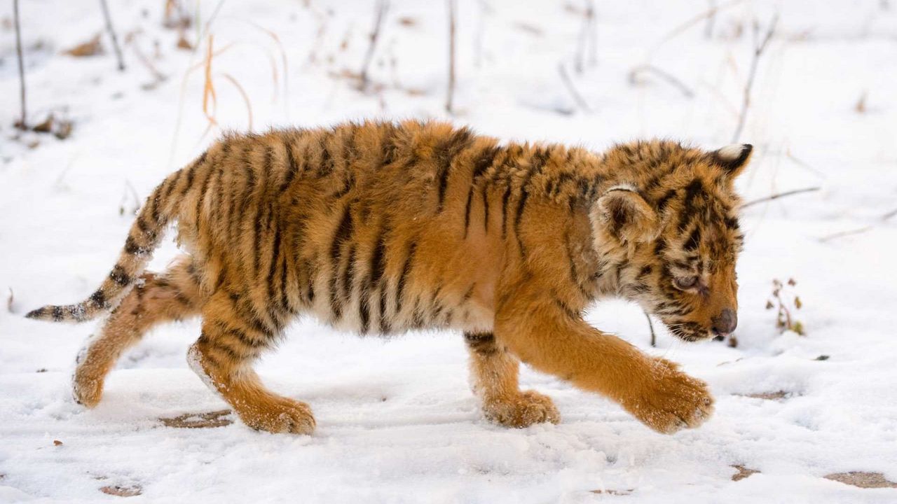 Wallpaper tiger, face, baby, big cat, predator