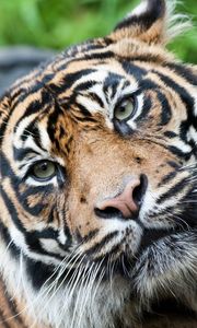 Preview wallpaper tiger, face, big cat, look