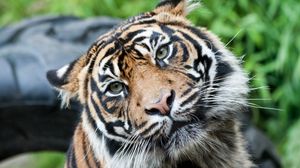 Preview wallpaper tiger, face, big cat, look