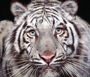 Preview wallpaper tiger, face, big cat, look, predator