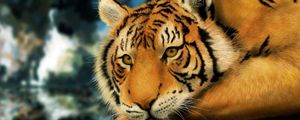 Preview wallpaper tiger, face, big cat, tabby