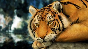 Preview wallpaper tiger, face, big cat, tabby