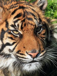 Preview wallpaper tiger, face, big cat, tabby, predator